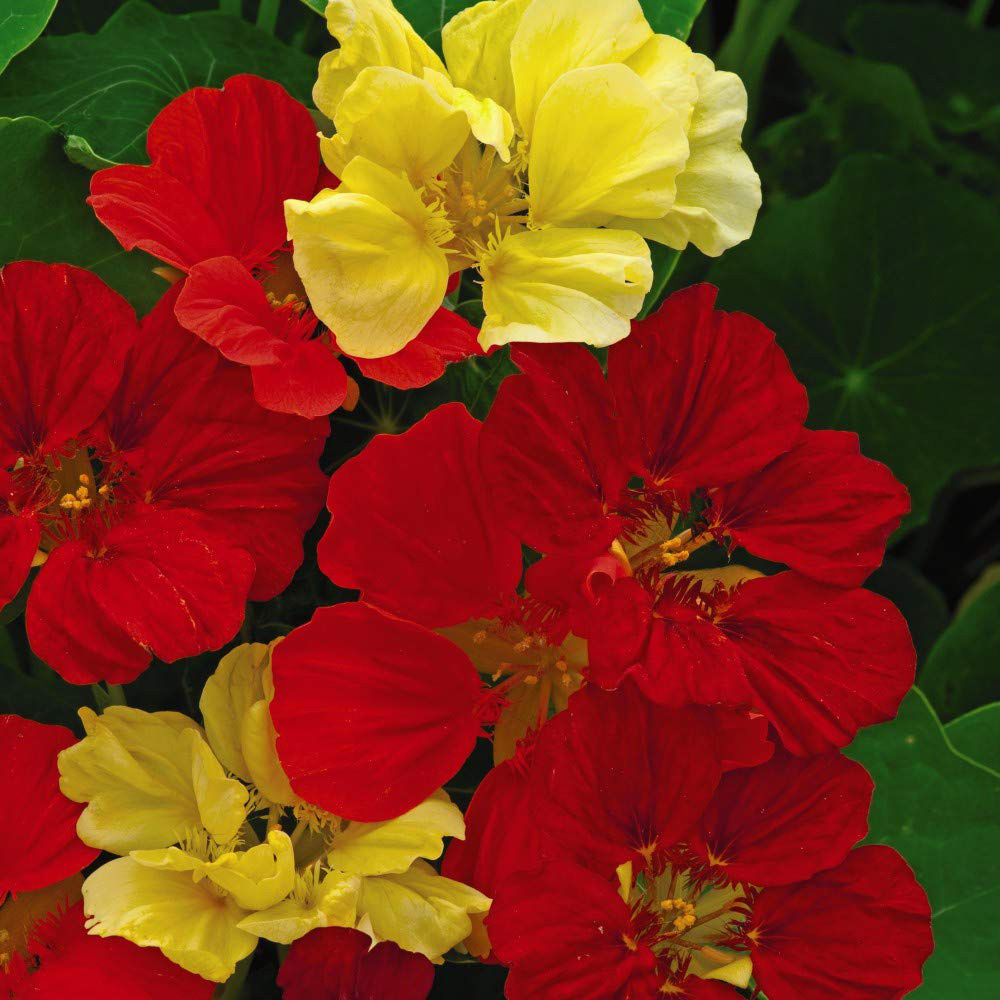 Thompson and Morgan Nasturtium Bolero Mixed Seeds Image