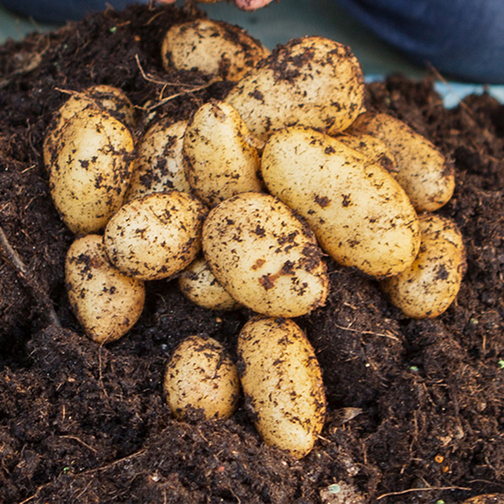 wilko Pentland Javelin Seed Potato Tubers 6 Pack Image 1