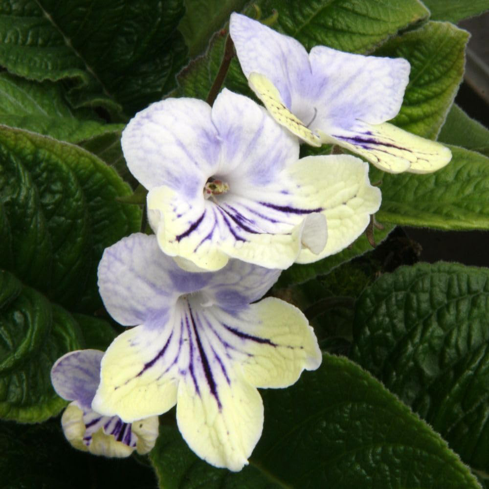 Thompson and Morgan Streptocarpus Anwen Jumbo Plug 3 Pack Image 1