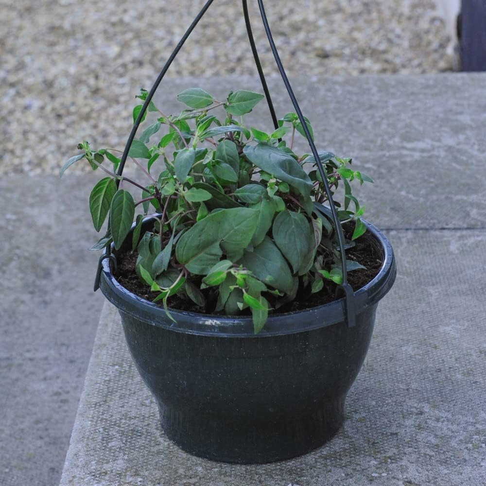 Thompson and Morgan Begonia Apricot Shades Preplanted Hanging Basket 25cm Image 6