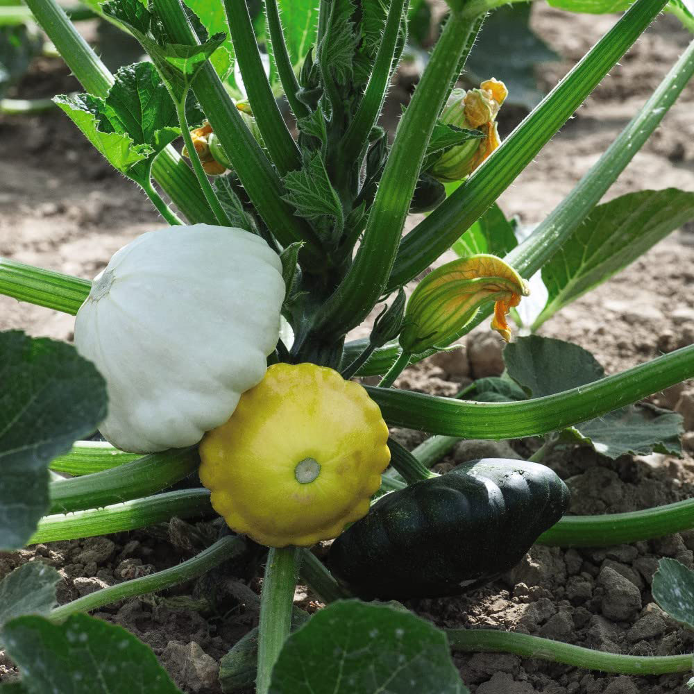 Thompson and Morgan Squash Summer Patty Pans Mixed F1 Seeds Image 1