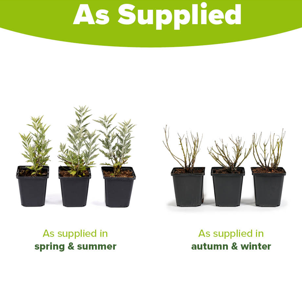 YouGarden Russian Sage Perovskia Prime Time Plant Pot 9cm 3 Pack Image 4