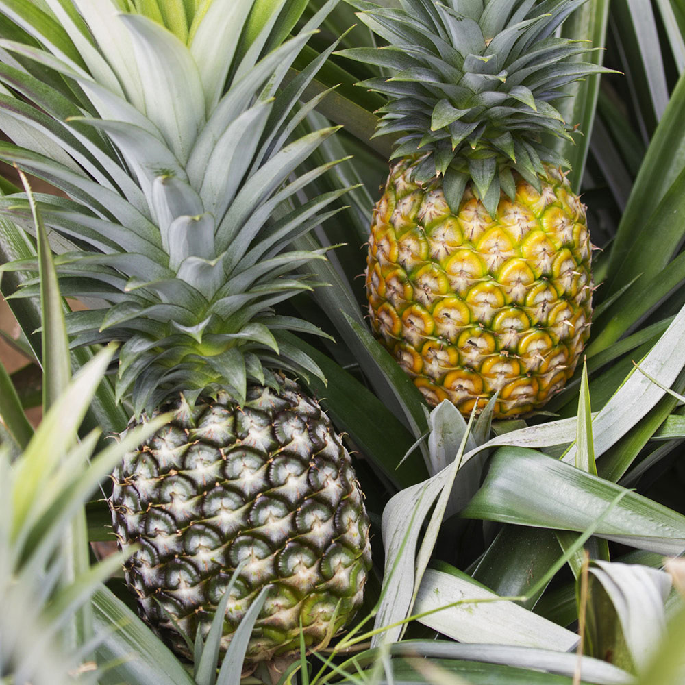 YouGarden Pineapple Plant Pot 12cm Image 3