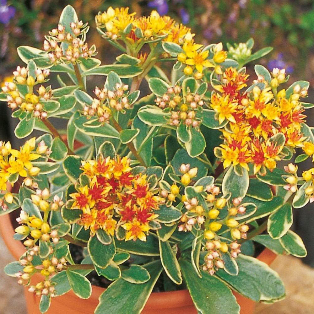Thompson and Morgan Sedum Kamtschaticum Variegatum Plant Pot 7cm Image 1