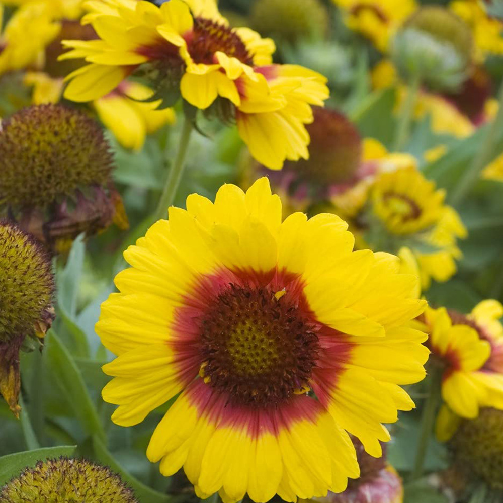 Thompson and Morgan Gaillardia Arizona Sun Garden Ready Plant 30 Pack Image 4