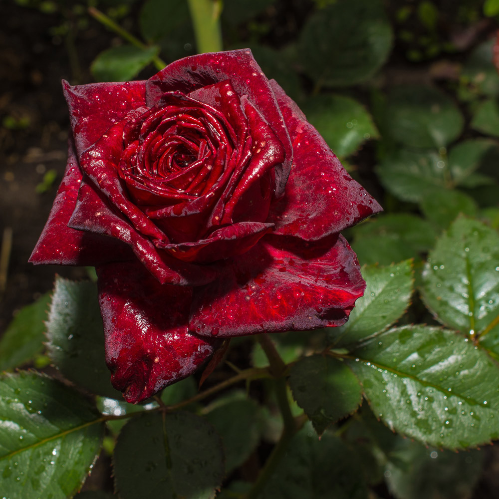 YouGarden Black Baccara Rose Plant Pot 3L Image 2