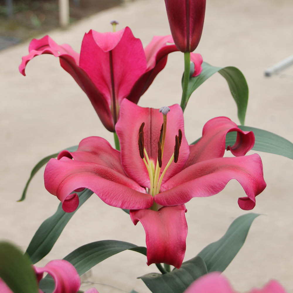 YouGarden Skyscraper Palazzo Lily Bulb 3 Pack Image 2