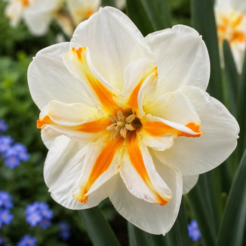 Thompson and Morgan Daffodil Trepolo Autumn Planting Bulb 12 Pack Image 1