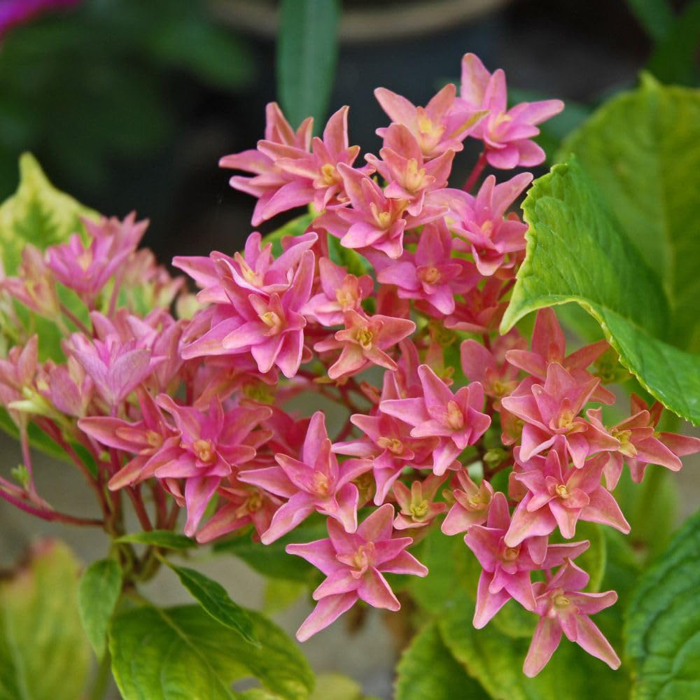 Thompson & Morgan Hydrangea Macrophylla Princess Diana Plant Pot 10L Image 2