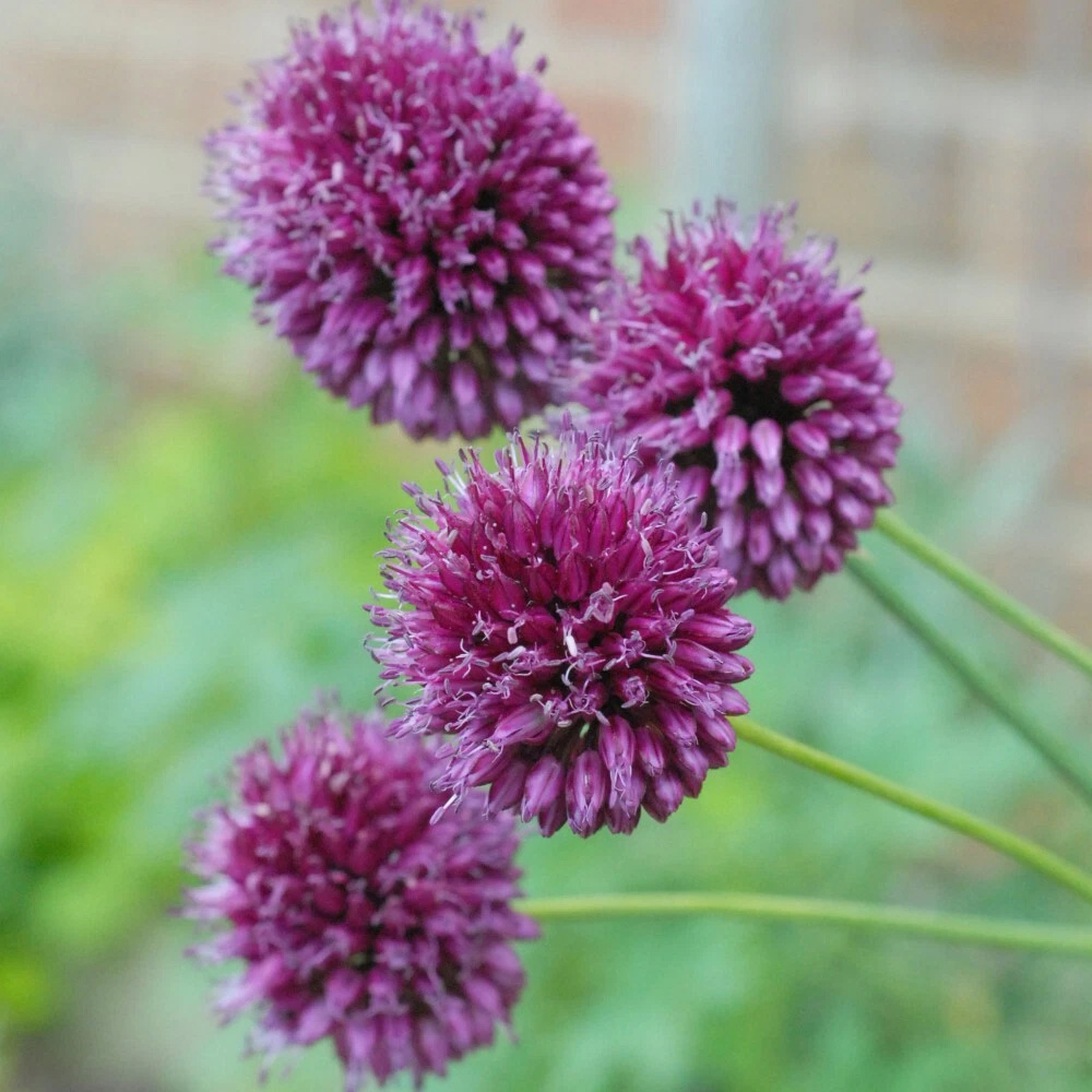 Thompson and Morgan Allium Drumstick Planting Bulb 160 Pack Image 4