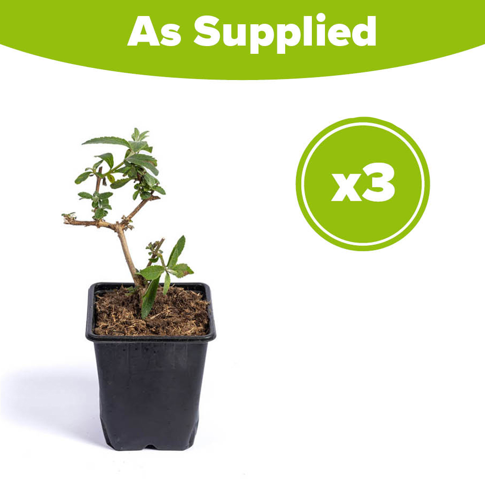 YouGarden Buddleia Sungold Plant Pot 9cm 3 Pack Image 4