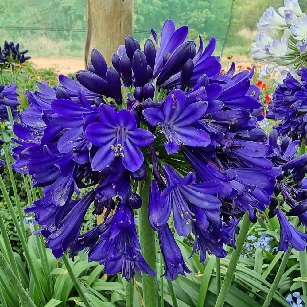 Thompson and Morgan Agapanthus Midnight Sky Plant Pot 9cm Image 4