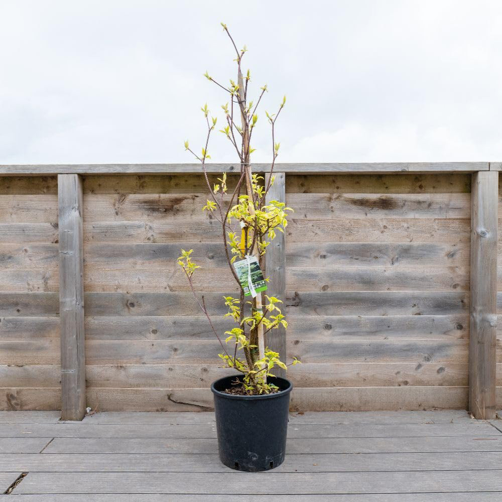 Thompson and Morgan Cornus Controversa Variegata Plant Pot 7L Image 2