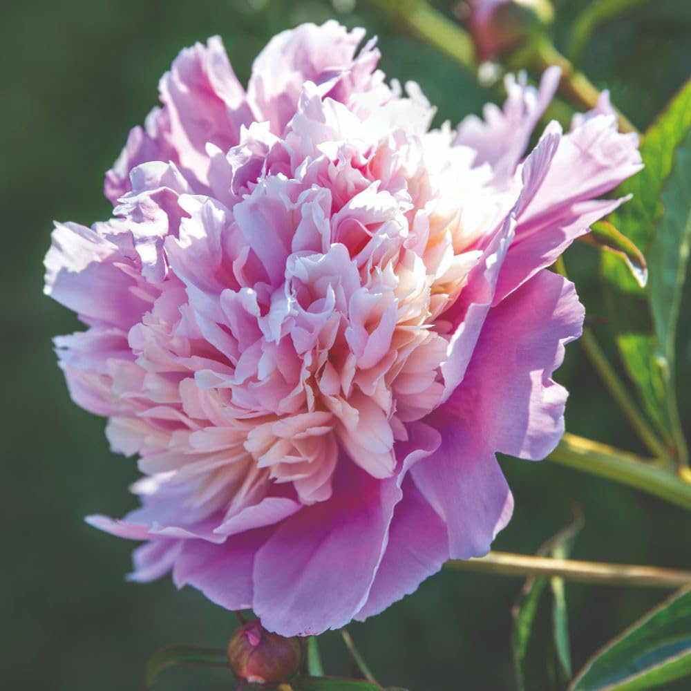 Thompson and Morgan Peony Sorbet Bare Root 4 Pack Image 2
