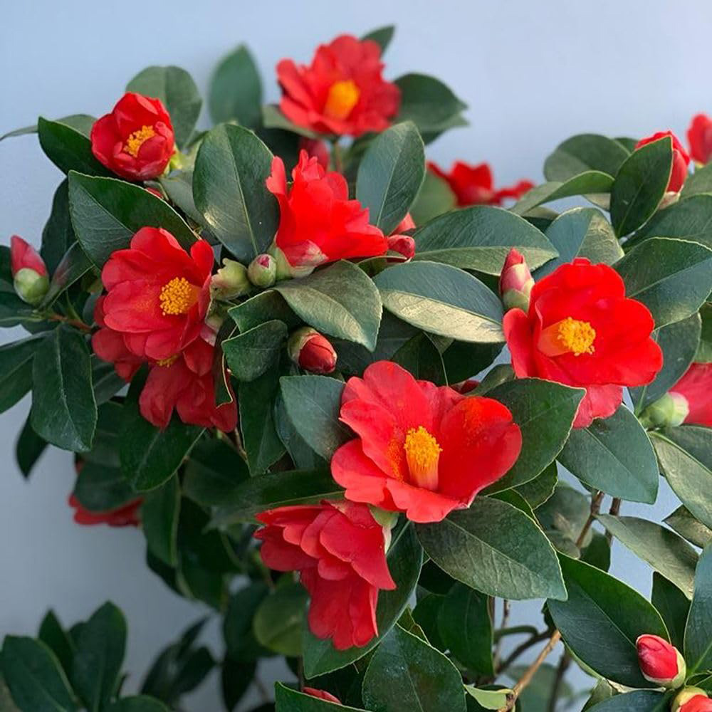 Thompson and Morgan Camellia Changii 1001 Summer Nights Jasmine Plant Pot 3L Image 4