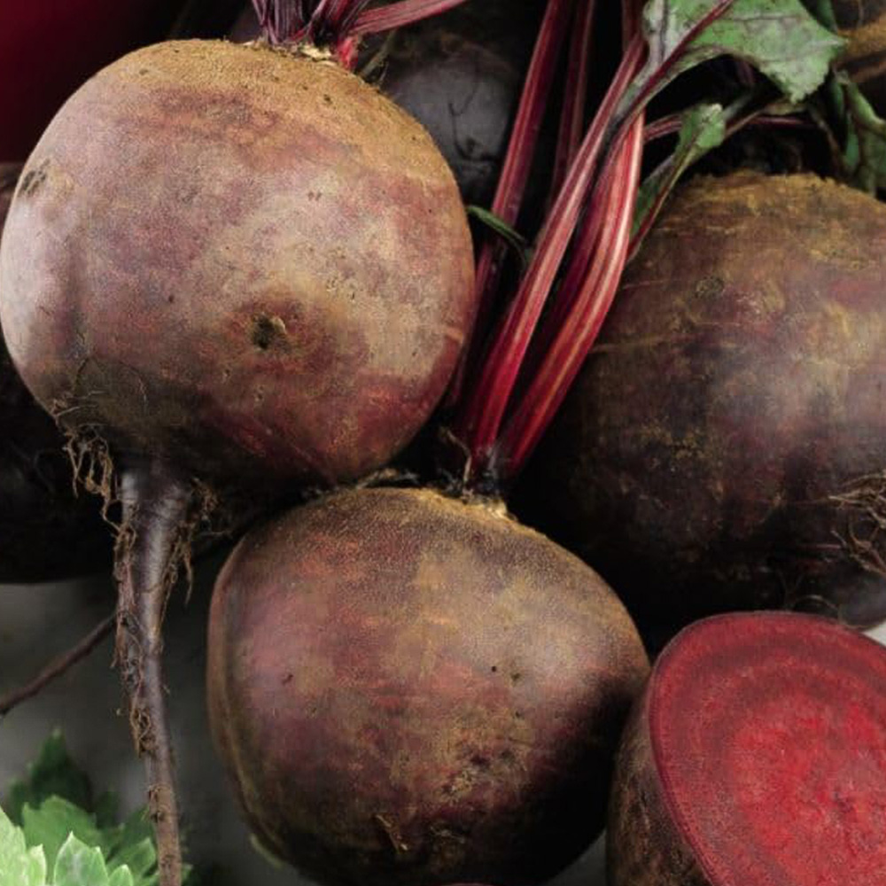 Thompson & Morgan Beetroot Globe 2 Seeds Image 1