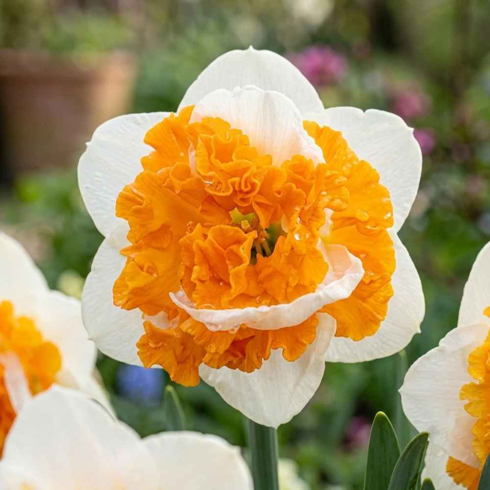 Thompson and Morgan Narcissus Swirl Autumn Planting Bulb 32 Pack Image 1