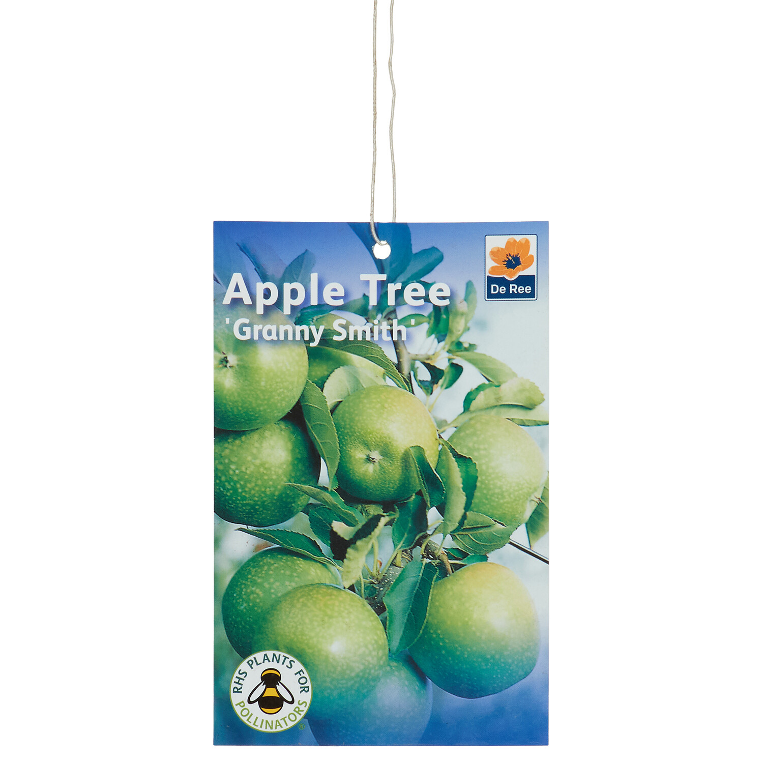 Apple Root Ball - Granny Smith Image 2