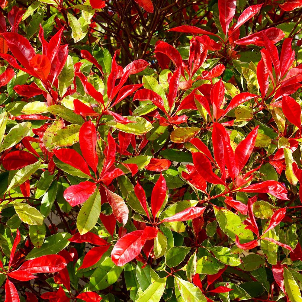 Photinia on Stem Decorative Shrub Image 1