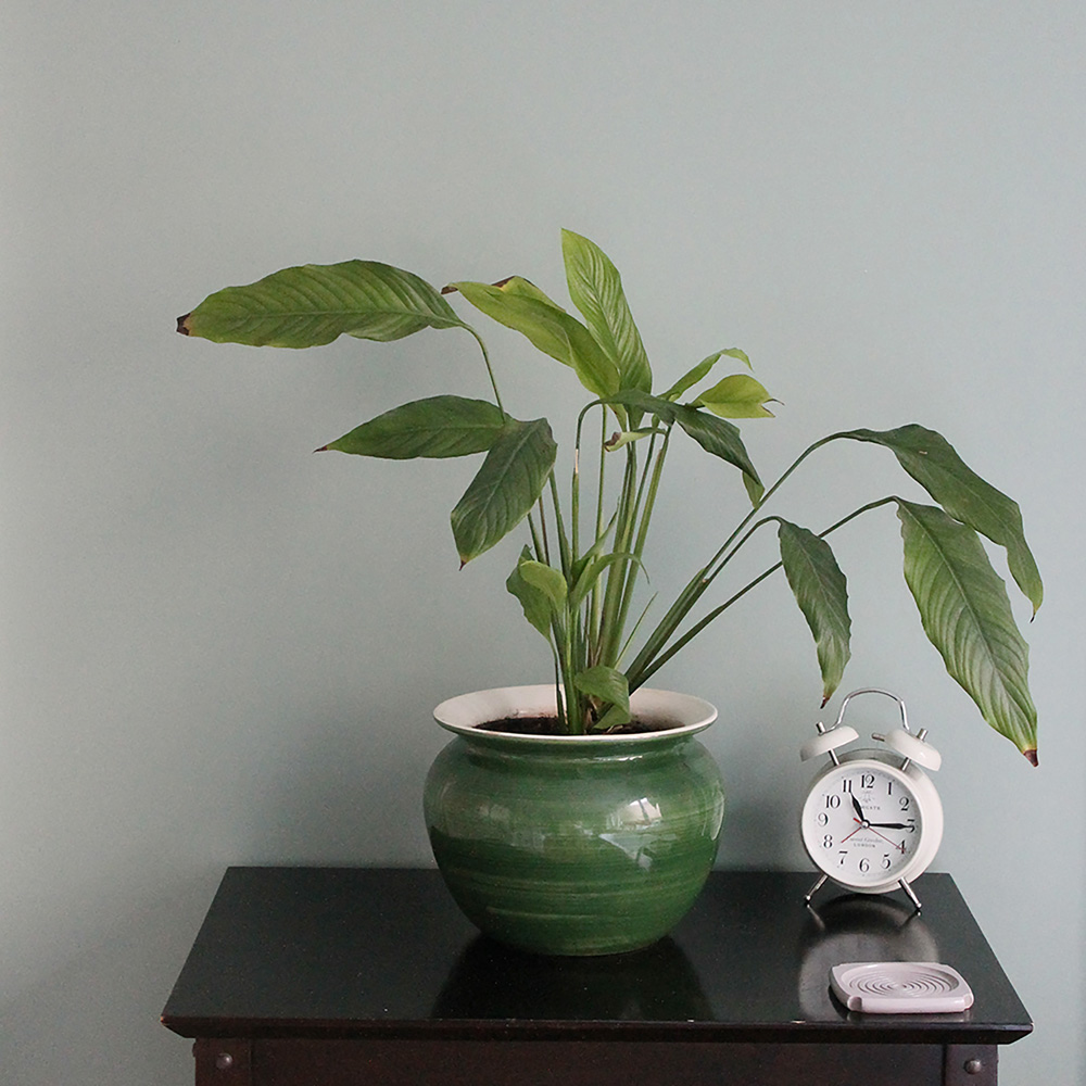 Thorndown Walls and Ceilings Goddess Green Matt Paint 750ml Image 6