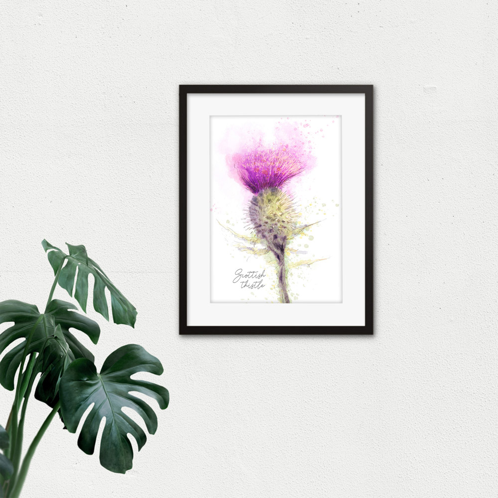 Wee Blue Coo Thistle Flower Head Scotland Watercolour Framed Wall Art Print 30 x 41cm Image 3
