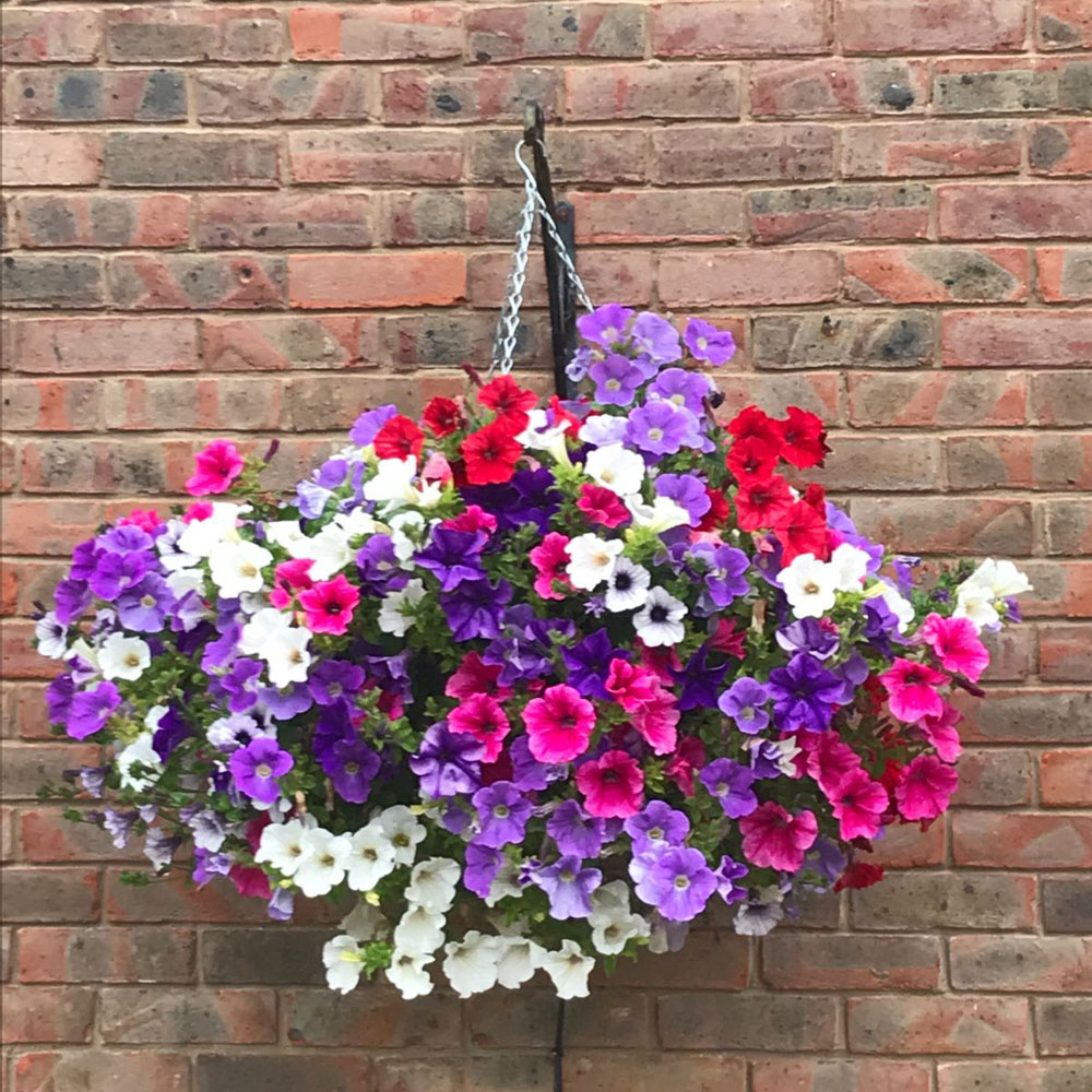 Thompson and Morgan Petunia Surfinia Preplanted Hanging Basket 20cm Image 2