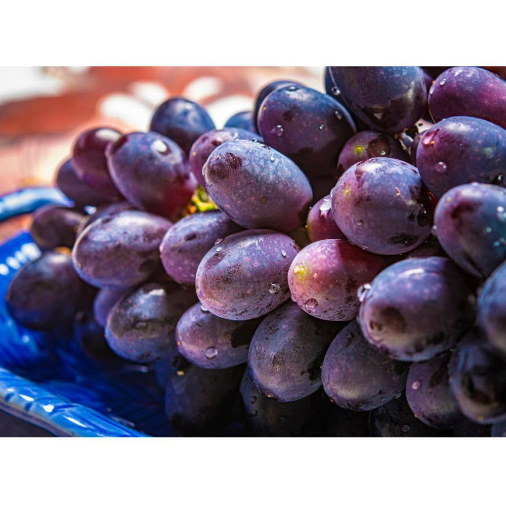 Thompson and Morgan Grape Vitis Muscat Bleu Plant Pot 3L 2 Pack Image 3