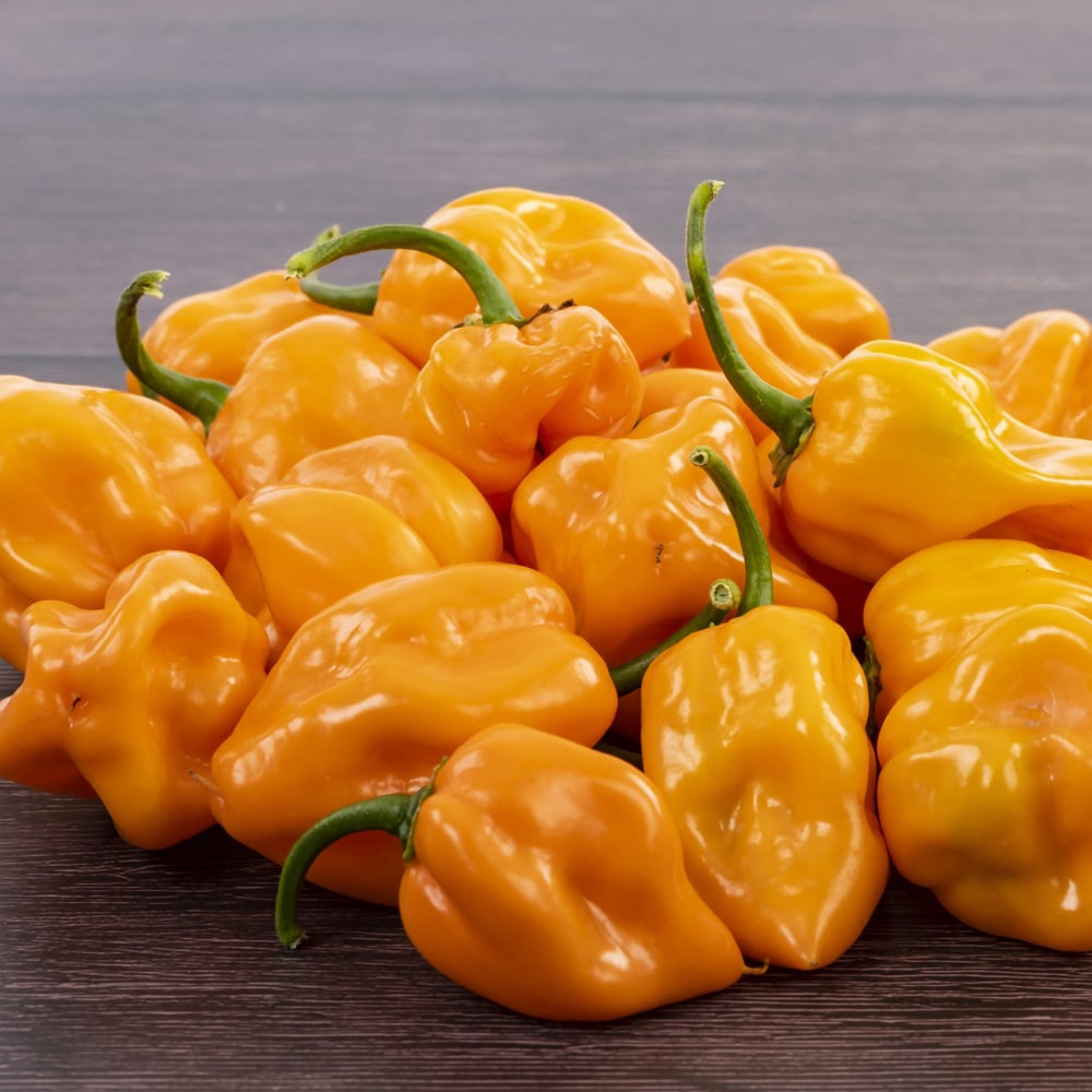 Thompson and Morgan Chilli Pepper Hot Collection Plant Pot 9cm 6 Pack Image 3