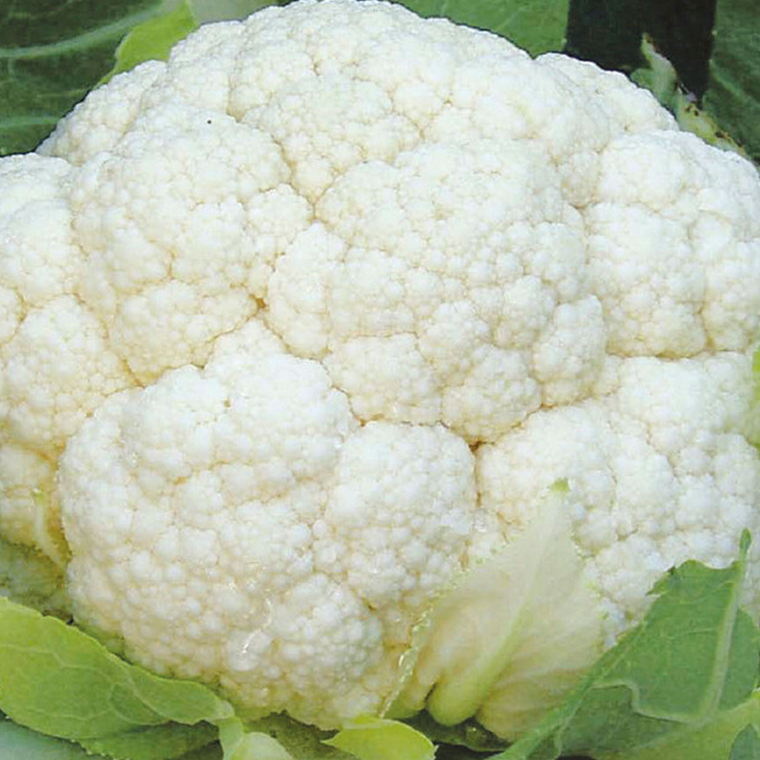 Johnsons Cheesy F1 Cauliflower Seeds Image 1