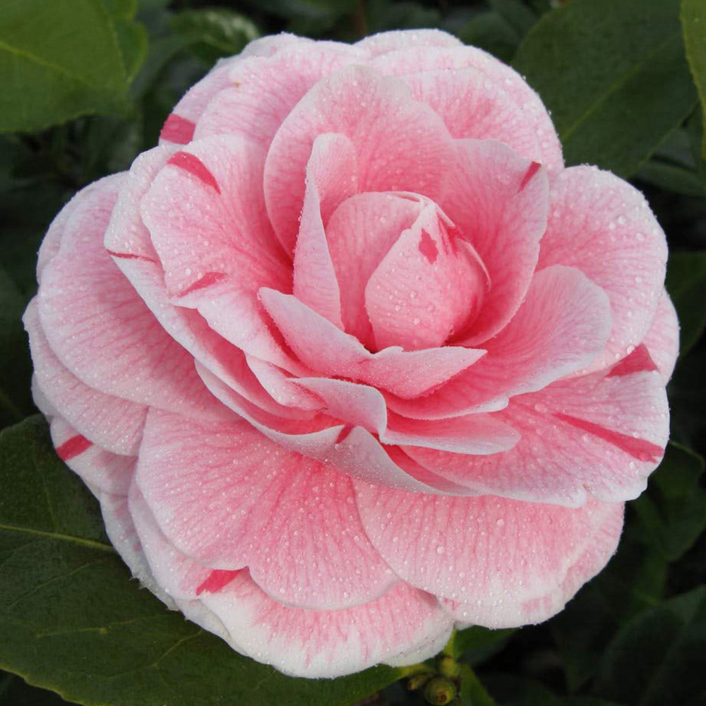 Thompson and Morgan Camellia Jap Bonomiana Pink Plant Pot 9cm Image 1
