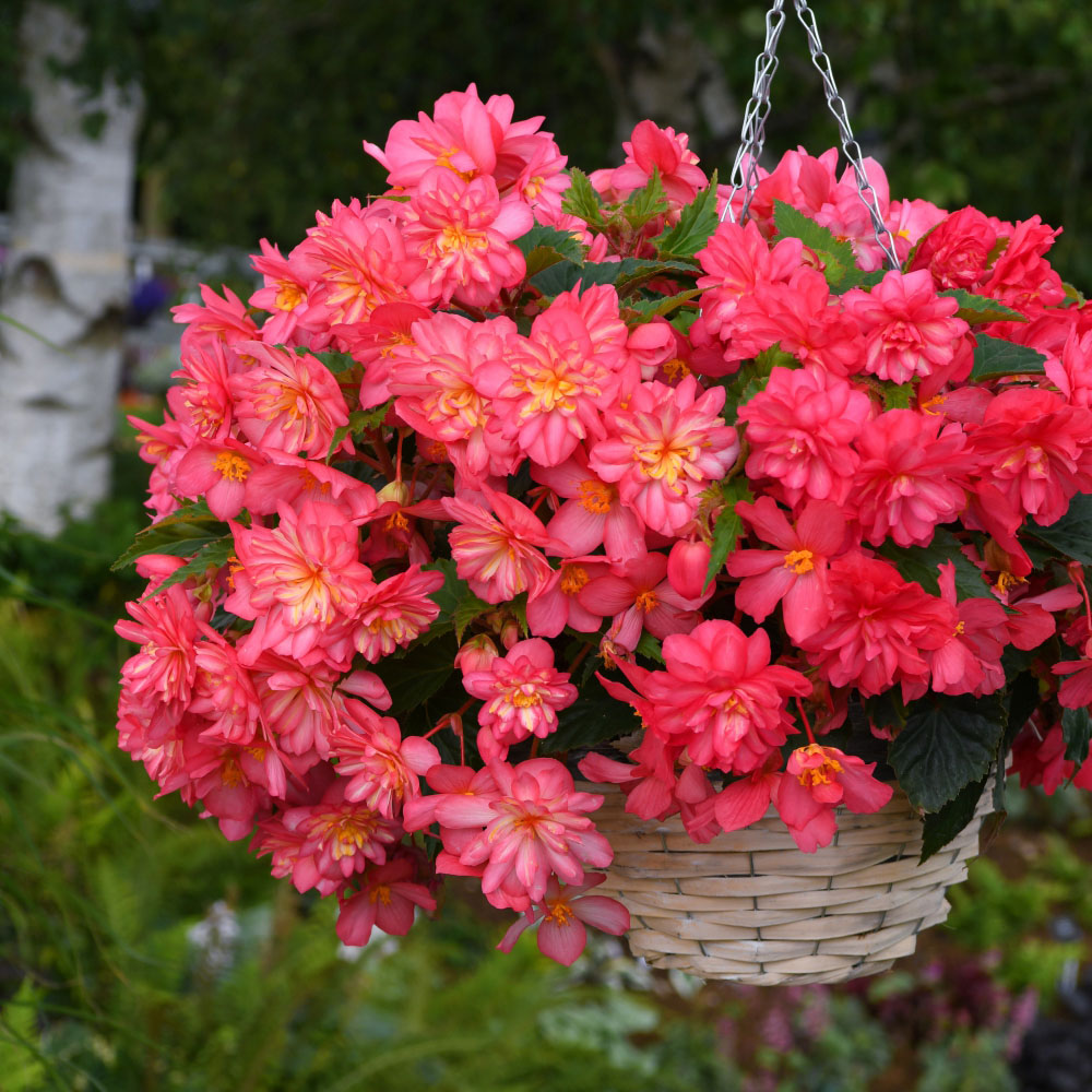 Thompson and Morgan Begonia Nonstop Petticoat Plant Plug 36 Pack Image 4