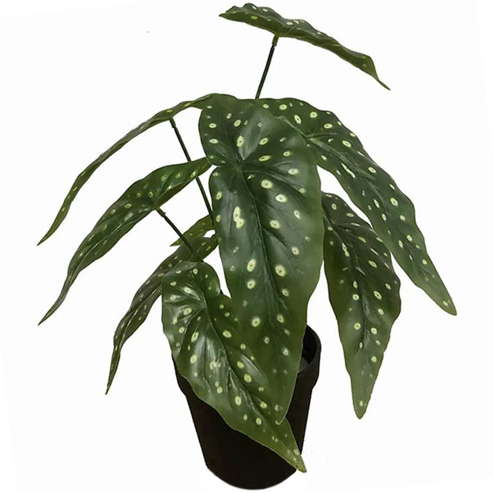 Leaf Begonia Artificial Plant Image