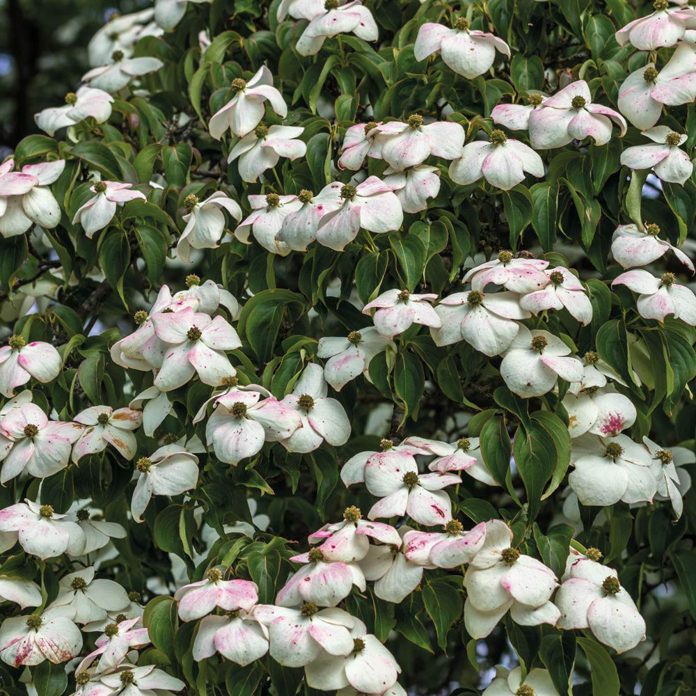 Thompson and Morgan Cornus Kousa Plant Pot 9cm Image 1