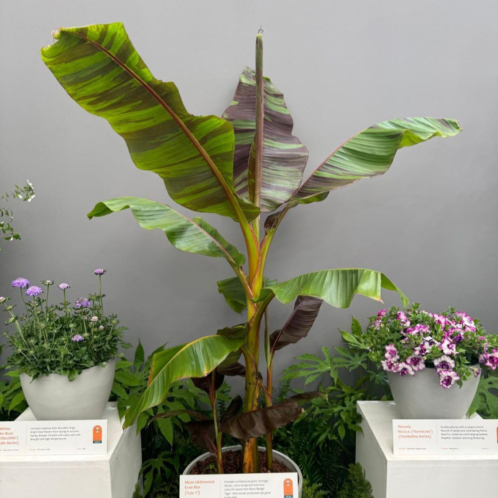 Thompson and Morgan Musa Sikkimensis Ever Red Plant Pot 15cm Image