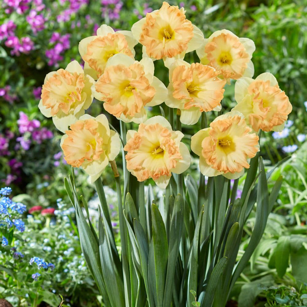 Thompson and Morgan Narcissus Easter Party Bulbs 20 Pack Image 2