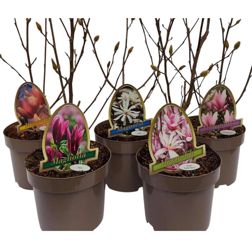 Magnolia Mix Plant Image 3