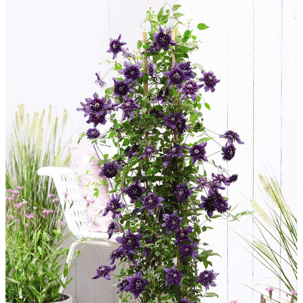 Thompson and Morgan Clematis Kokonoe Plant Pot 9cm 2 Pack Image 6