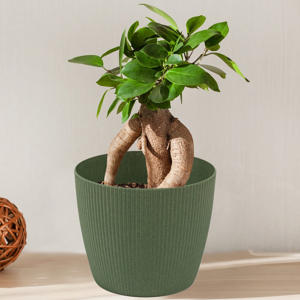 YouGarden Ficus Ginseng with Green Recycled Pot Cover 12cm Image 1