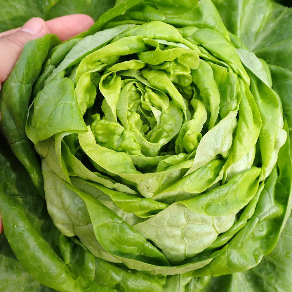Thompson and Morgan Organic Lettuce Sylvesta Seeds Image