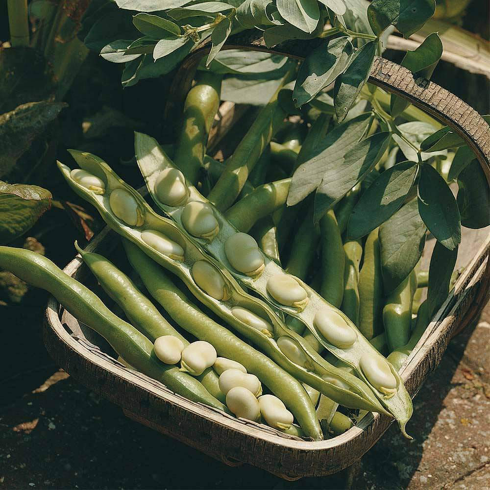 Thompson and Morgan Broad Bean Bunyards Exhibition Seeds Image 1