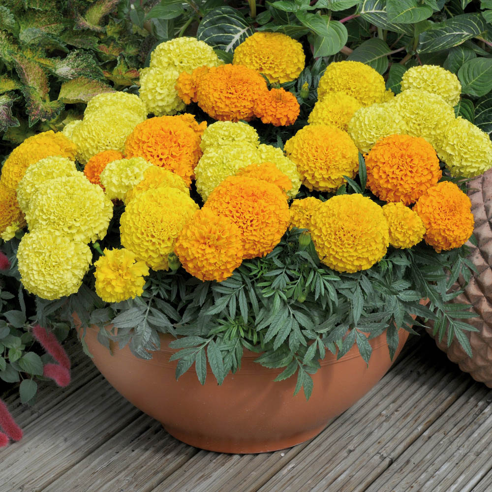 Thompson and Morgan Marigold Marvel Mix Garden Ready Plant 30 Pack Image 7