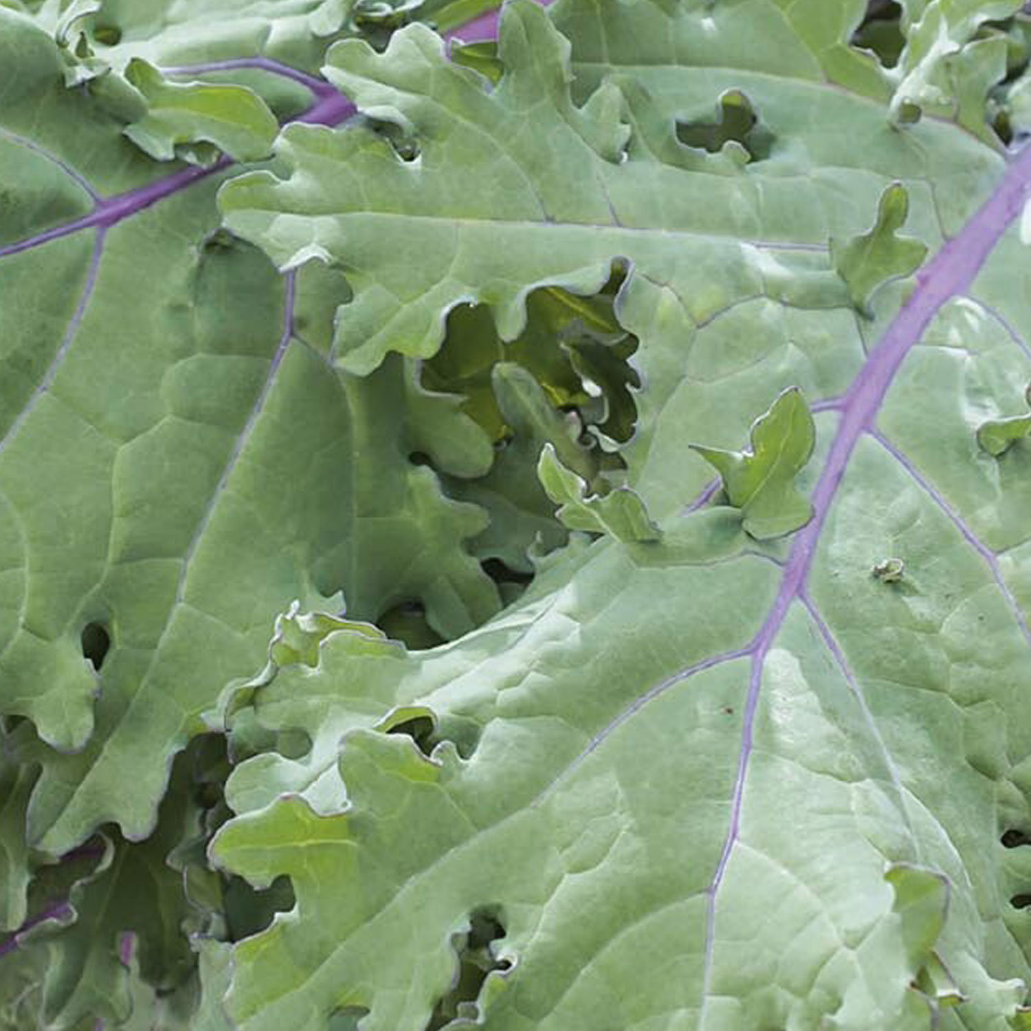 Johnsons Red Russian Kale Vegetable Seeds Image 1