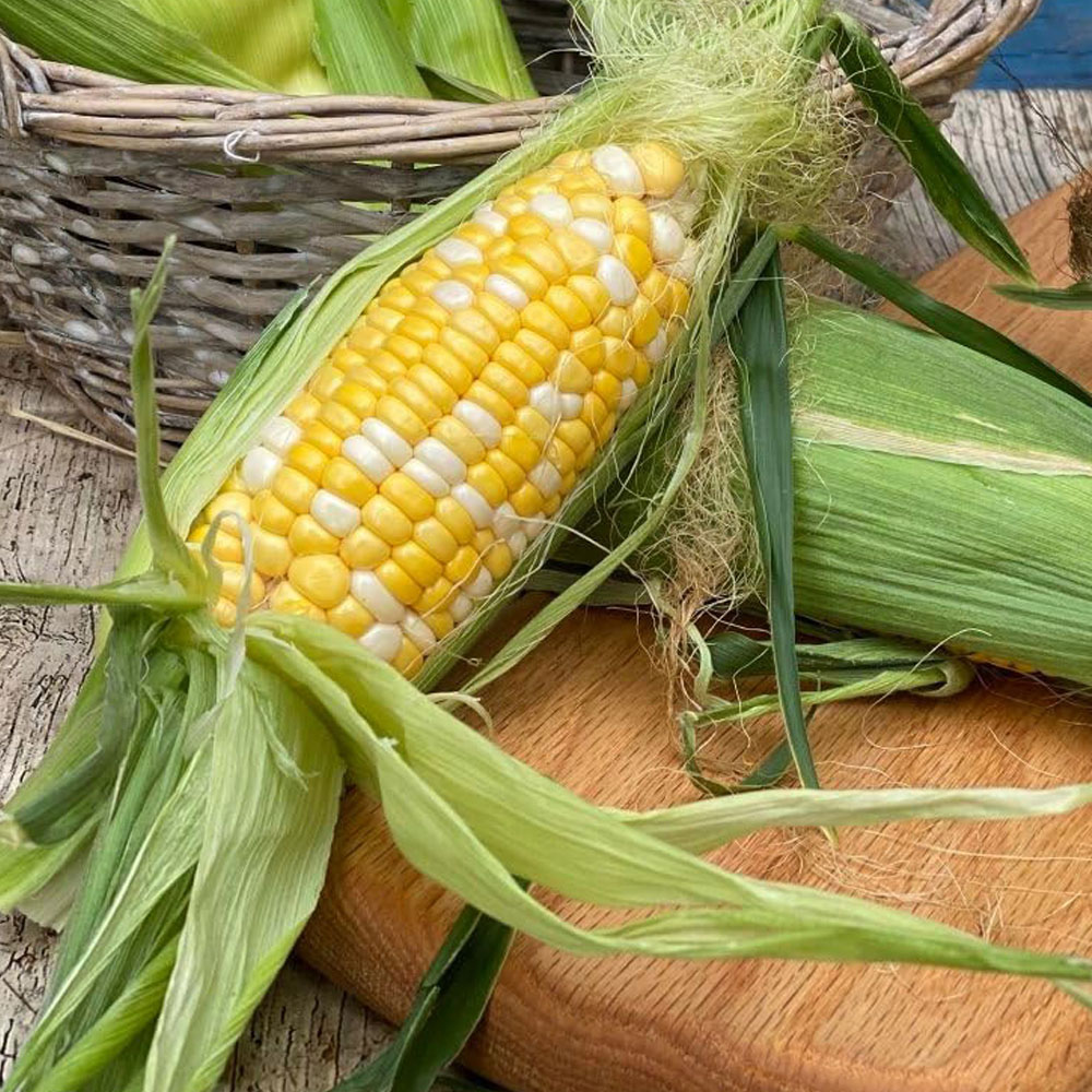 Thompson & Morgan Sweetcorn Pot of Gold F1 20 Seeds Packet Image 1