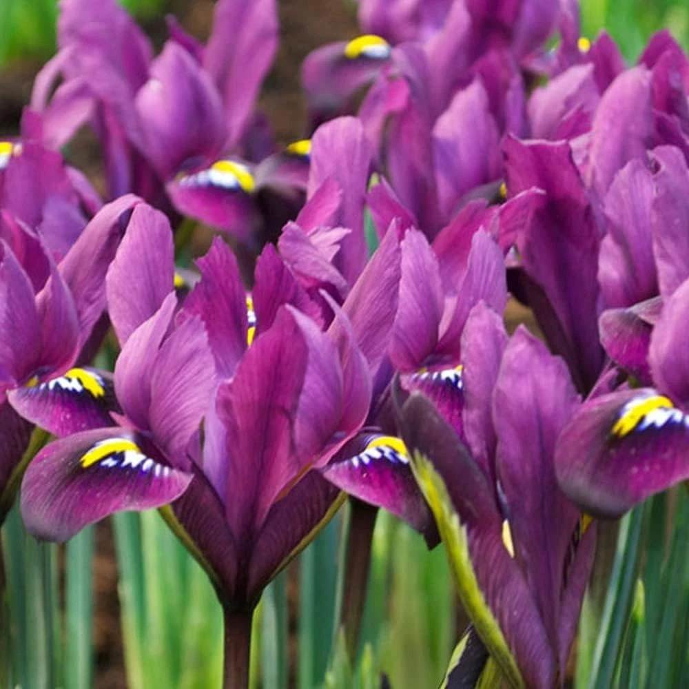 Thompson and Morgan Iris Reticulata Purple Hill Autumn Planting Bulb 40 Pack Image 4