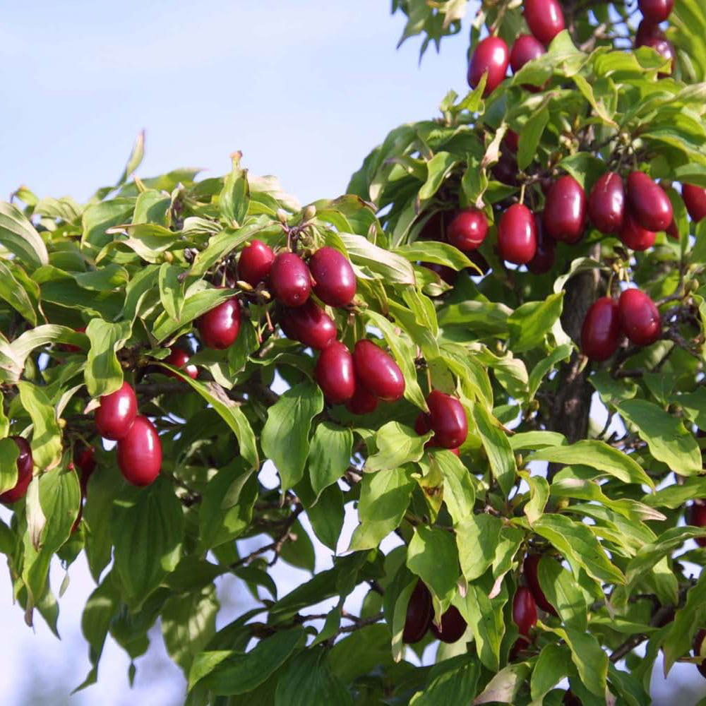 Thompson and Morgan Cornus Mas Kasanlak Plant in Pot 7.5L Image 2