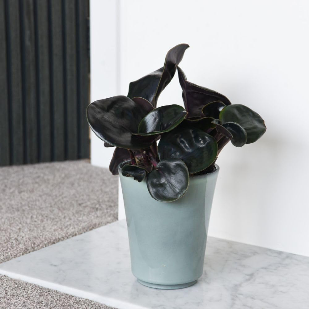 Thompson and Morgan Geogenanthus Ciliatus Midnight Pearl Plant Pot 13cm 2 Pack Image 5