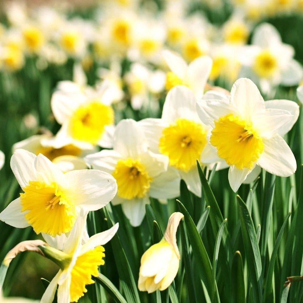 Thompson and Morgan Daffodil Attraction Planting Bulb 8 Pack Image 3