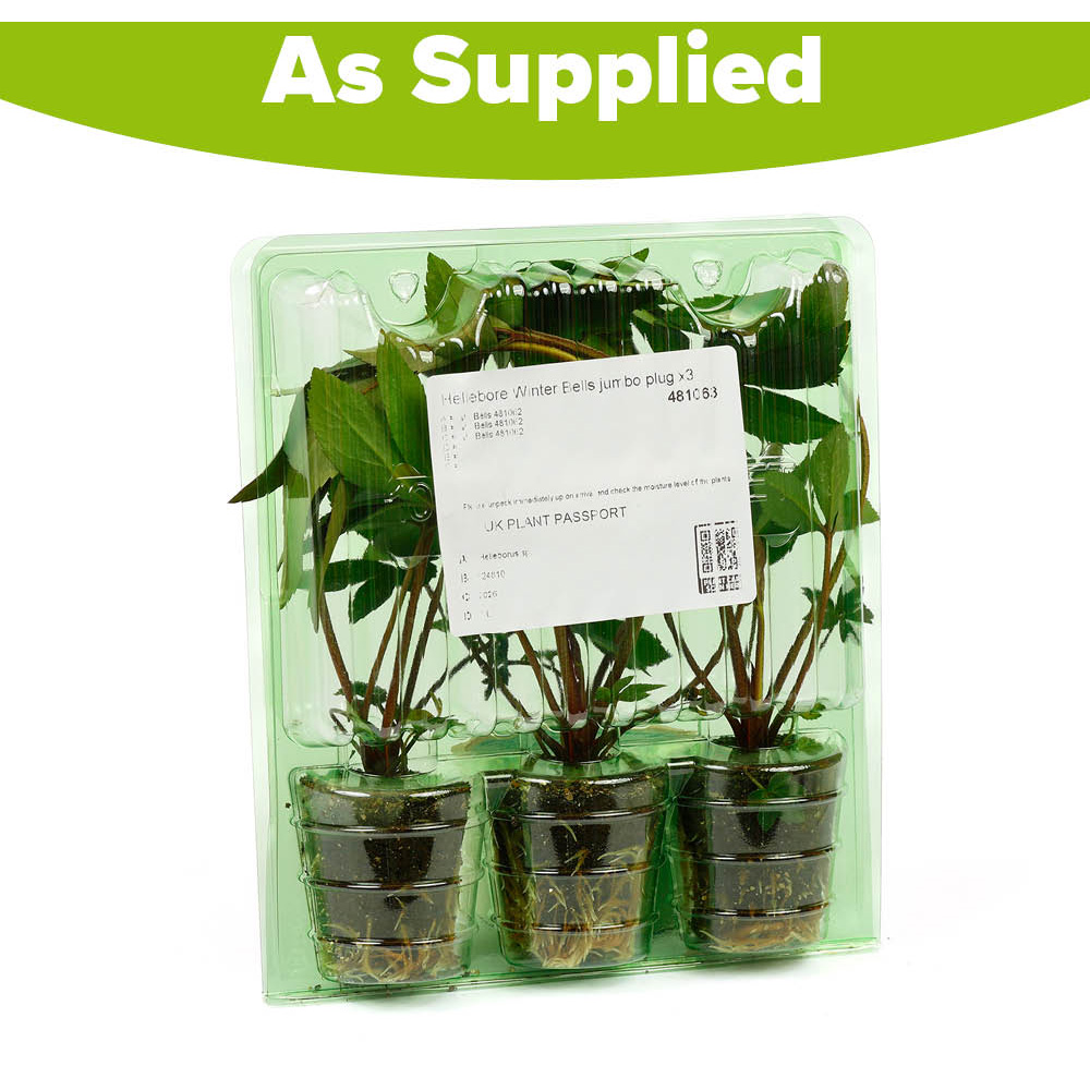YouGarden Hellebore Winter Bells Jumbo Plant Plug 3 Pack Image 5