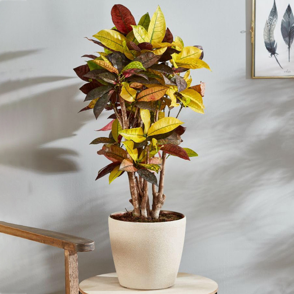Thompson and Morgan Codiaeum Variegatum Var. Pictum Mrs Iceton Plant Pot 21cm 2 Pack Image 1