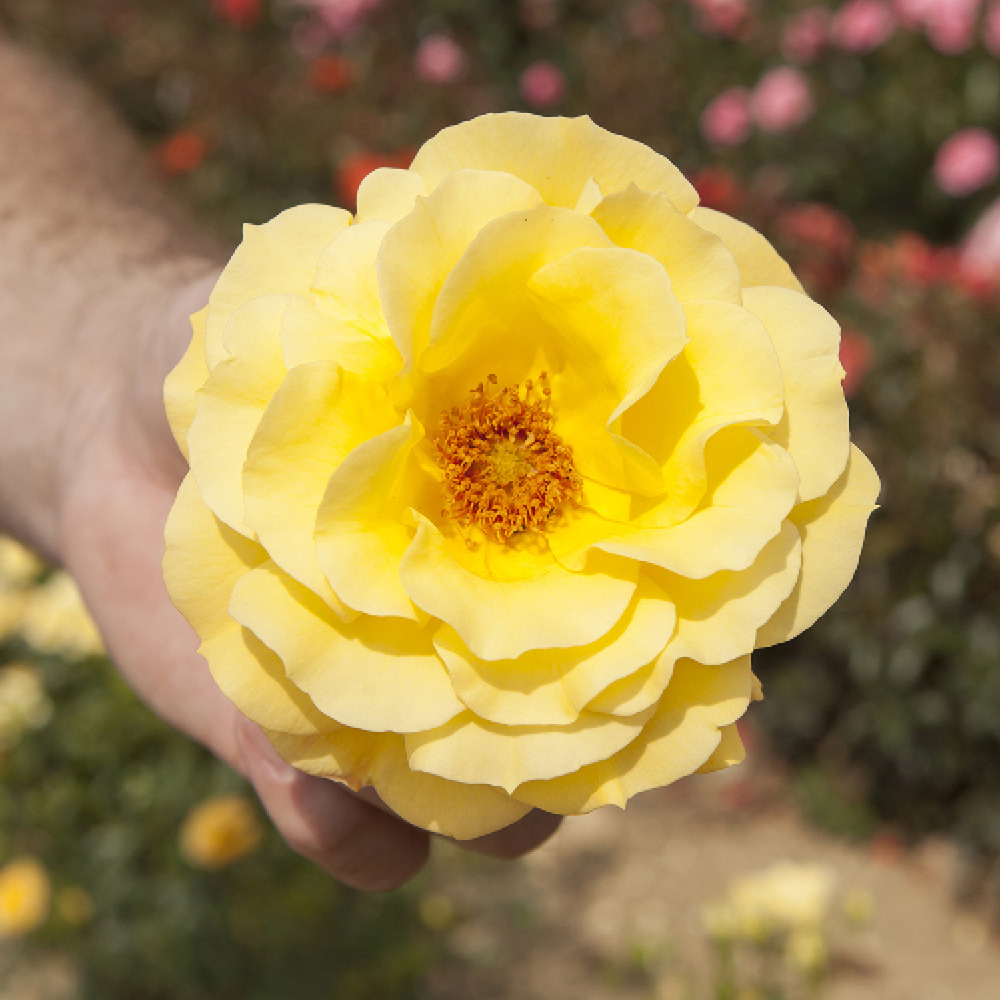 YouGarden Rose Garden Glamour Collection Bare Root 5 Pack Image 2